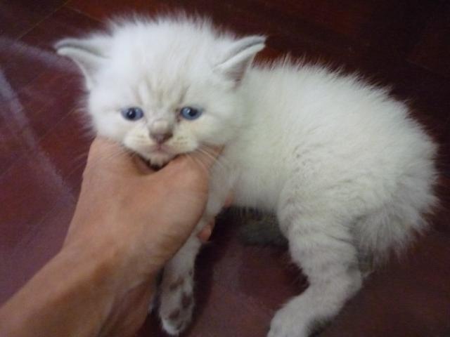 น้องแมวลูกครึ่งเปอร์เซีย-โคราชราคากันเองค่าา รูปที่ 2