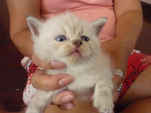 น้องแมวลูกครึ่งเปอร์เซีย-โคราชราคากันเองค่าา รูปที่ 3