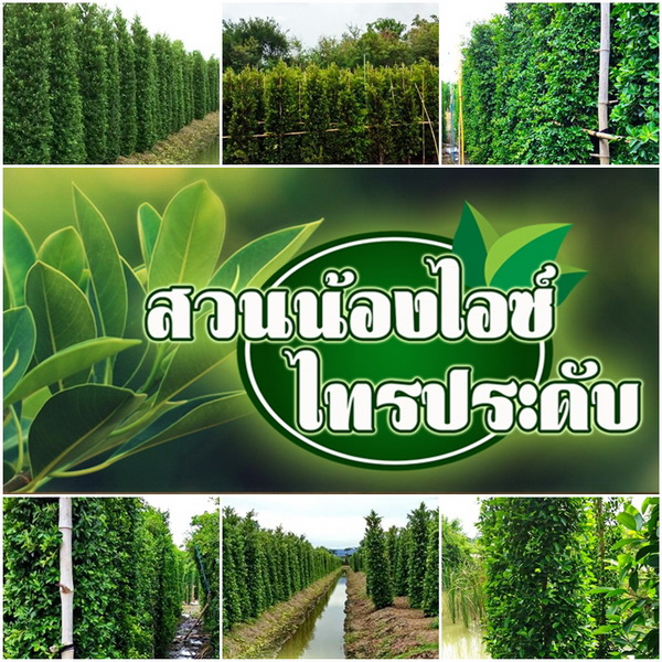 ไทรเกาหลี ไทรอินโด พุ่มสวยราคาสวน ส่งตรงจากสวนไทร สวนน้องไอซ์ ไทรประดับ นครปฐม รูปที่ 6