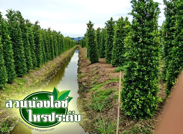 ไทรเกาหลี ไทรอินโด พุ่มสวยราคาสวน ส่งตรงจากสวนไทร สวนน้องไอซ์ ไทรประดับ นครปฐม รูปที่ 4
