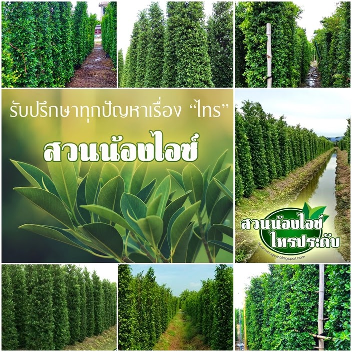 ไทรเกาหลี ไทรอินโด พุ่มสวยราคาสวน ส่งตรงจากสวนไทร สวนน้องไอซ์ ไทรประดับ นครปฐม รูปที่ 7