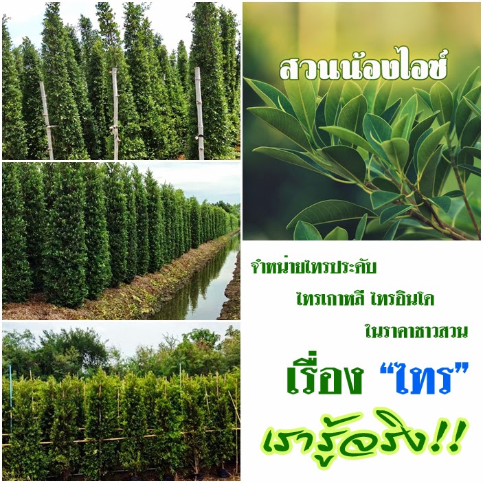 ไทรเกาหลี ไทรอินโด พุ่มสวยราคาสวน ส่งตรงจากสวนไทร สวนน้องไอซ์ ไทรประดับ นครปฐม รูปที่ 2