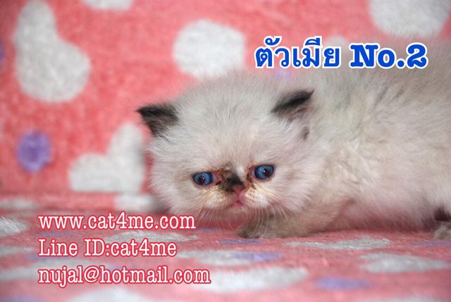 ขายแมวหิมาลายันสวยๆ เกรดแม่พันธ์พ่อพันธ์ รูปที่ 5