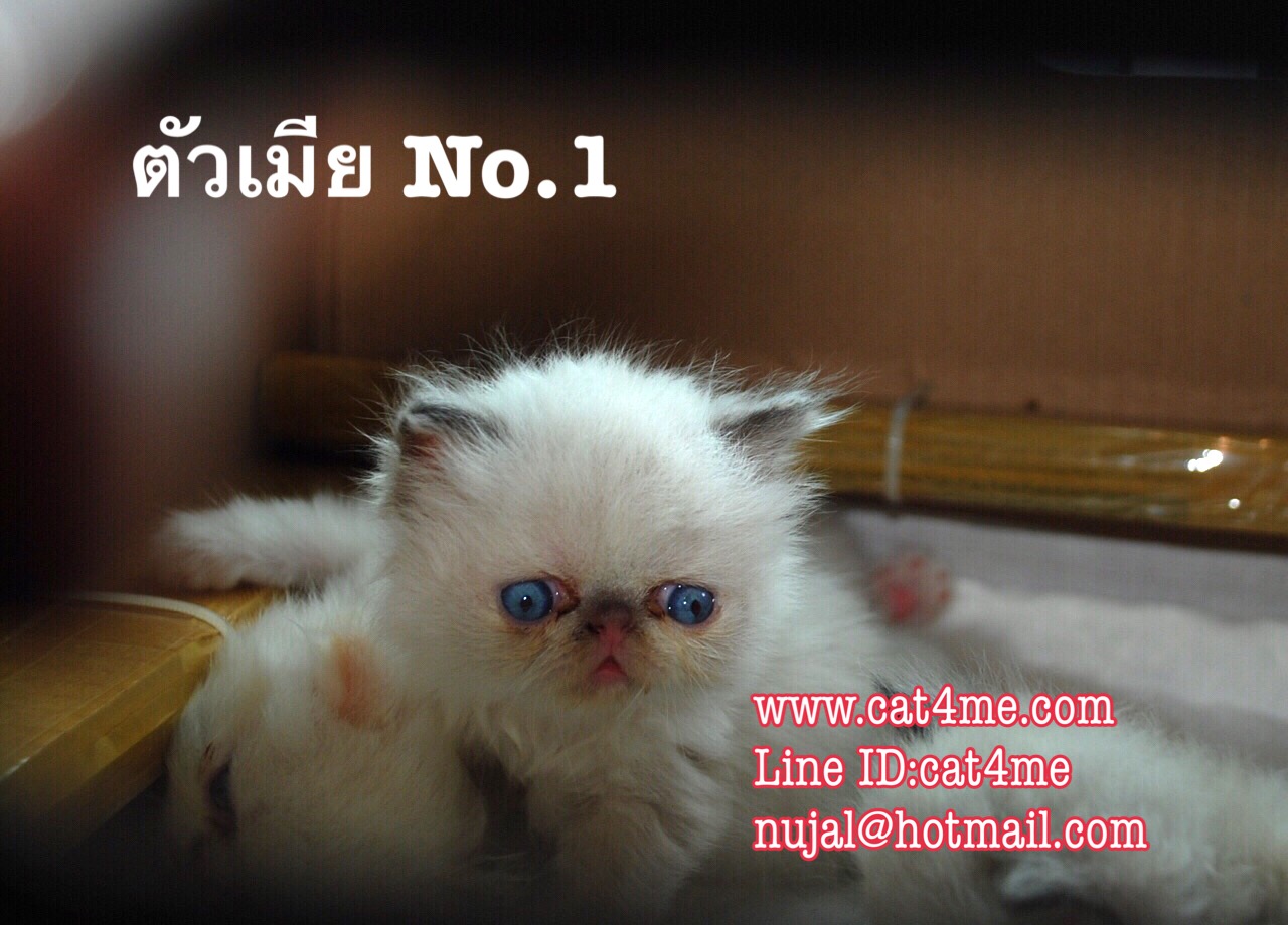 ขายแมวหิมาลายันสวยๆ เกรดแม่พันธ์พ่อพันธ์ รูปที่ 3