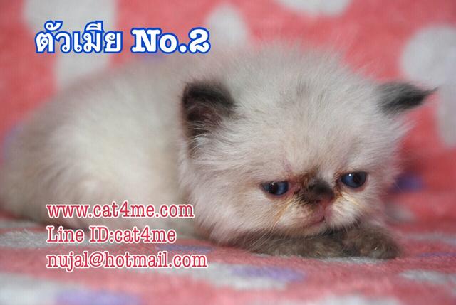 ขายแมวหิมาลายันสวยๆ เกรดแม่พันธ์พ่อพันธ์ รูปที่ 4