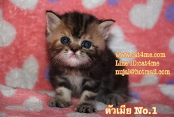 ขายแมวเอ็กโซติกขนสั้น exotic sh. ราคาไม่แรง รูปที่ 2