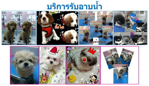 รับอาบน้ำ ฝากเลี้ยง-จำหน่ายอาหาร และอุปกรณ์สัตว์เลี้ยง (ยินดีรับบัตรเครดิตทุกธนาคาร) รูปที่ 3