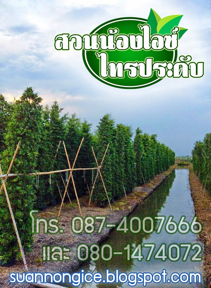 ต้นไทรสวยราคาถูก ไทรเกาหลี ไทรอินโด จากสวนไทร สวนน้องไอซ์ ไทรประดับ นครปฐม รูปที่ 5