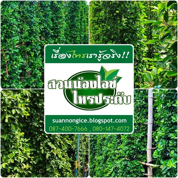 ต้นไทรสวยราคาถูก ไทรเกาหลี ไทรอินโด จากสวนไทร สวนน้องไอซ์ ไทรประดับ นครปฐม รูปที่ 3