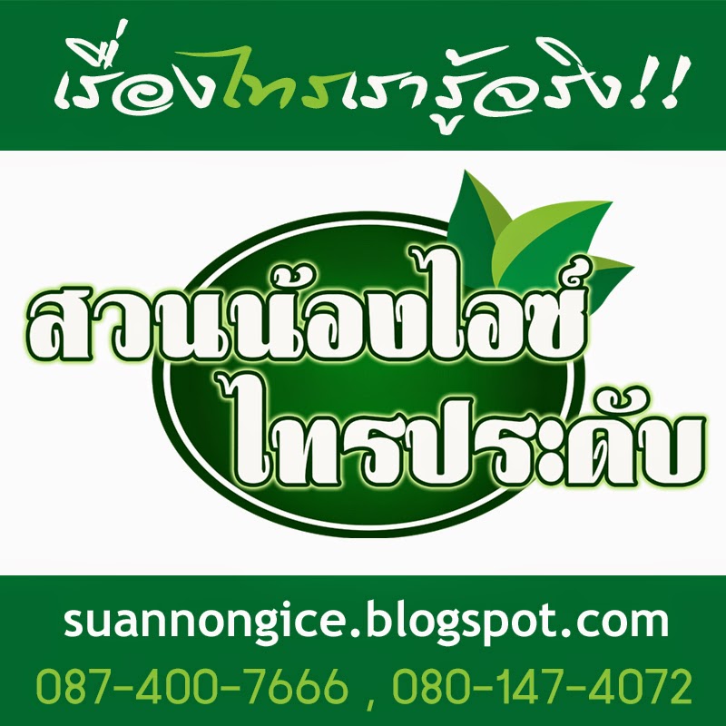 ต้นไทรสวยราคาถูก ไทรเกาหลี ไทรอินโด จากสวนไทร สวนน้องไอซ์ ไทรประดับ นครปฐม รูปที่ 2