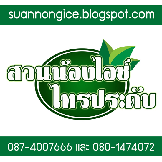 ต้นไทรสวยราคาถูก ไทรเกาหลี ไทรอินโด จากสวนไทร สวนน้องไอซ์ ไทรประดับ นครปฐม รูปที่ 4
