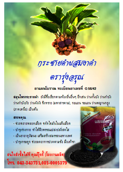 ขาย กระชายดำ ผสมงาดำสำเร็จรูป ตรารุ่งอรุณ สมุนไพรไทยเพื่อสุขภาพ รูปที่ 3
