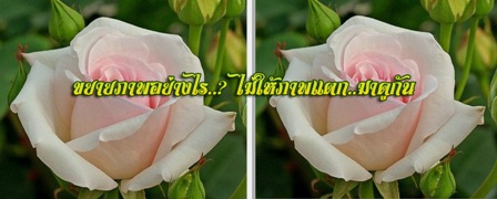 เทคนิคขั้นเทพ ขยายภาพไม่ให้แตกและไม่เสียสัดส่วน..มาดูกันให้ไว รูปที่ 2