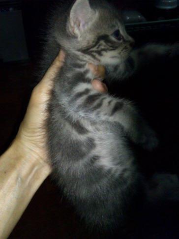 น้องแมวลูกครึ่งเปอร์เซีย-เมกันชอตแฮร์ตัวสุดท้าย 3200 เองค่าาา รูปที่ 5