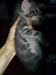 รูปย่อ น้องแมวลูกครึ่งเปอร์เซีย-เมกันชอตแฮร์ตัวสุดท้าย 3200 เองค่าาา รูปที่5
