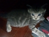 รูปย่อ น้องแมวลูกครึ่งเปอร์เซีย-เมกันชอตแฮร์ตัวสุดท้าย 3200 เองค่าาา รูปที่3