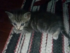 รูปย่อ น้องแมวลูกครึ่งเปอร์เซีย-เมกันชอตแฮร์ตัวสุดท้าย 3200 เองค่าาา รูปที่4
