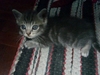 รูปย่อ น้องแมวลูกครึ่งเปอร์เซีย-เมกันชอตแฮร์ตัวสุดท้าย 3200 เองค่าาา รูปที่2