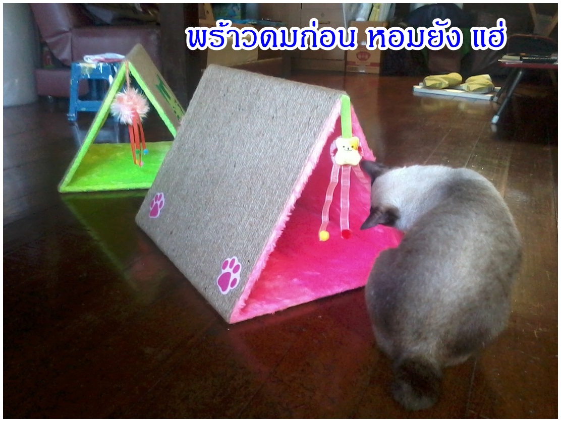 กระท่อมแมวน้อย รูปที่ 2