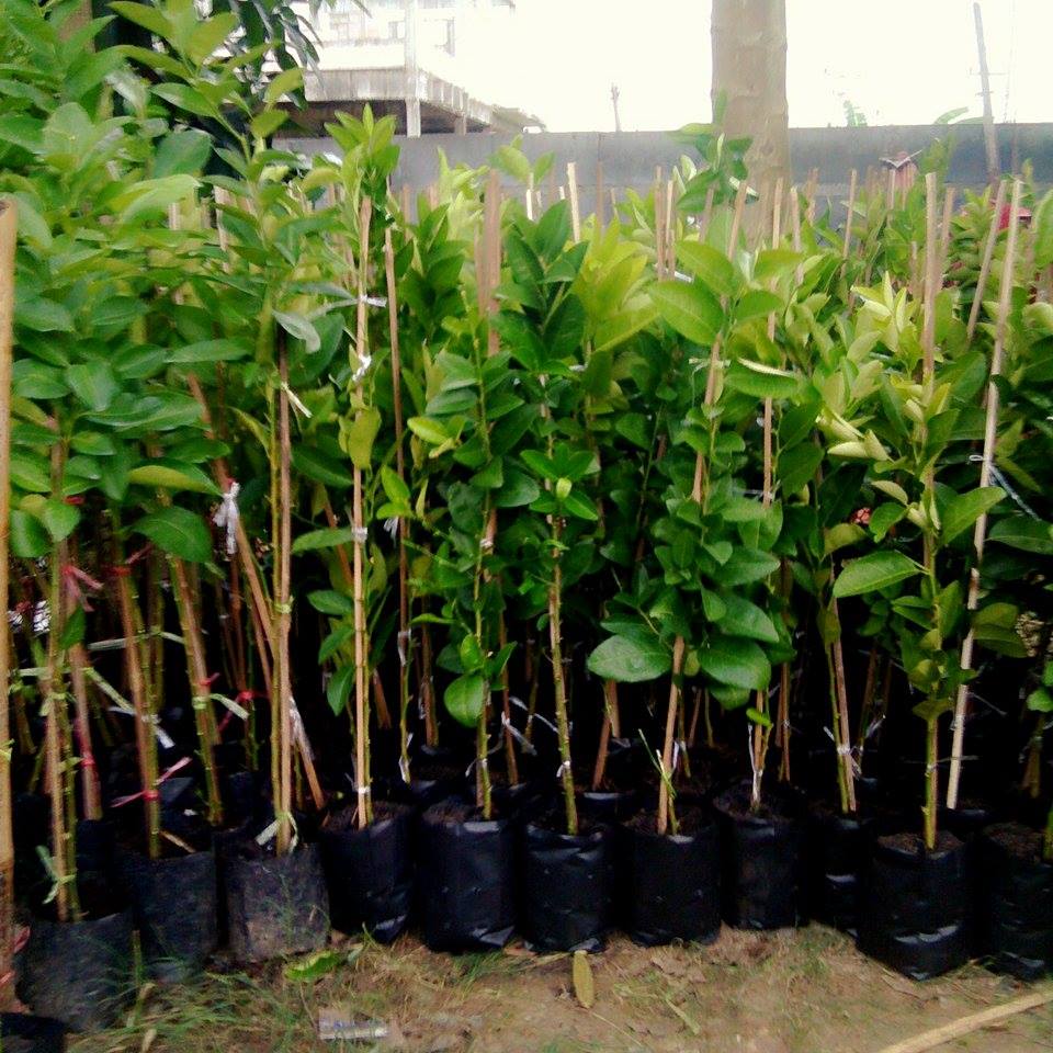 แป้นพิจิตร 1 สวนมะนาวทรัพย์สุนทร จ.ชลบุรี 061-5853412 รูปที่ 7