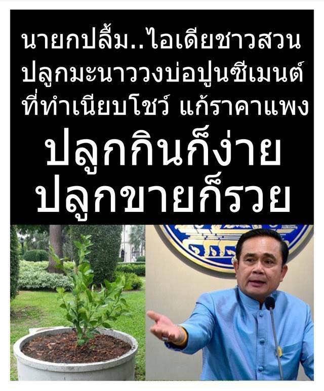 ขายกิ่งพันธุ์มะนาว แคลิฟอร์เนีย จาอเมริกา ด่วนมีจำนวนจำกัด !!! รูปที่ 5