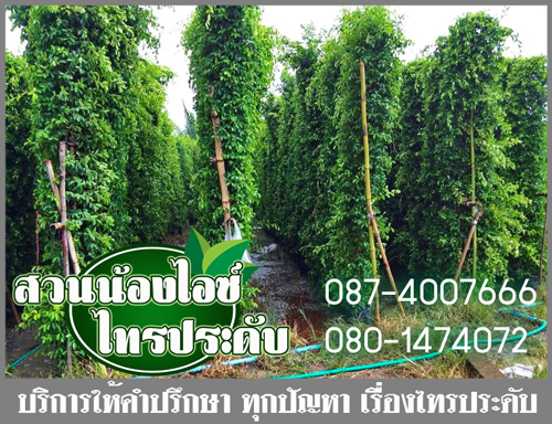 จำหน่ายและบริการปลูก ไทรประดับ ไทรอินโด ไทรเกาหลี พร้อมจัดส่งถึงที่ทั่วประเทศไทย รูปที่ 7