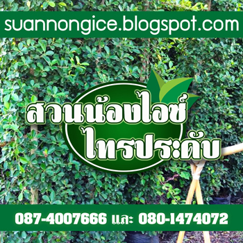 จำหน่ายและบริการปลูก ไทรประดับ ไทรอินโด ไทรเกาหลี พร้อมจัดส่งถึงที่ทั่วประเทศไทย รูปที่ 3