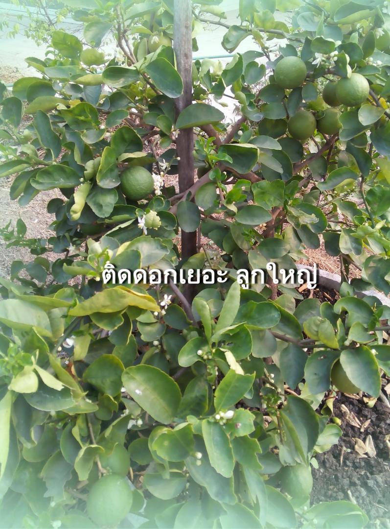 ปุ๋ยแคลเซียมเปลือกไข่ คุณภาพดี รูปที่ 5