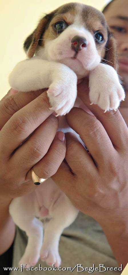 ลูกสุนัข,บีเกิ้ล 3 สี พันธุ์แท้ BegleBreed ฉะเชิงเทรา รูปที่ 2