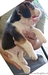 รูปย่อ BegleBreed มาร์คกิ้งสวย 3 สี ลูกสุนัขบีเกิ้ล สายพันธุ์แท้ Beagle รูปที่4