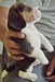 รูปย่อ BegleBreed มาร์คกิ้งสวย 3 สี ลูกสุนัขบีเกิ้ล สายพันธุ์แท้ Beagle รูปที่6