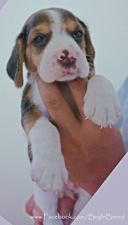 BegleBreed มาร์คกิ้งสวย 3 สี ลูกสุนัขบีเกิ้ล สายพันธุ์แท้ Beagle รูปที่ 1