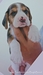 รูปย่อ BegleBreed มาร์คกิ้งสวย 3 สี ลูกสุนัขบีเกิ้ล สายพันธุ์แท้ Beagle รูปที่1