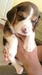 รูปย่อ BegleBreed มาร์คกิ้งสวย 3 สี ลูกสุนัขบีเกิ้ล สายพันธุ์แท้ Beagle รูปที่3