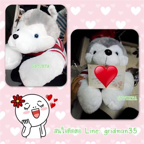 ร้าน GNTUKTA จัดจำหน่ายตุ๊กตาหมีและตุ๊กตาไซบีเรียนตัวใหญ่ รูปที่ 2