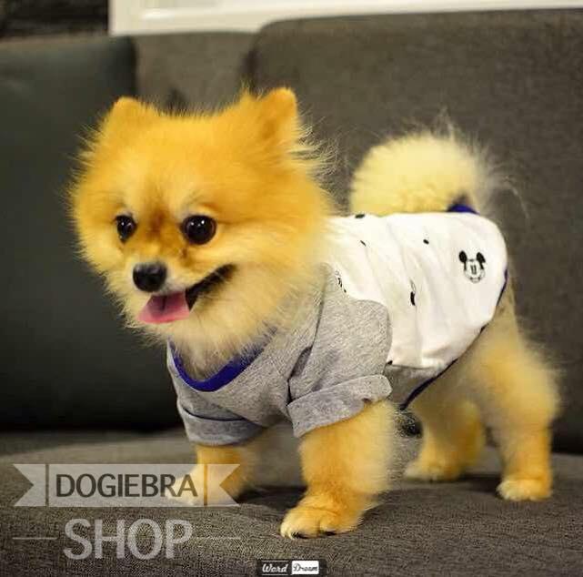โรงงานตัเย็บเสื้อผ้าน้องหมา ราคาปลีก-ส่ง รูปที่ 7