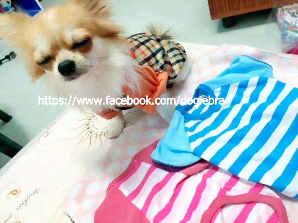 โรงงานตัเย็บเสื้อผ้าน้องหมา ราคาปลีก-ส่ง รูปที่ 6
