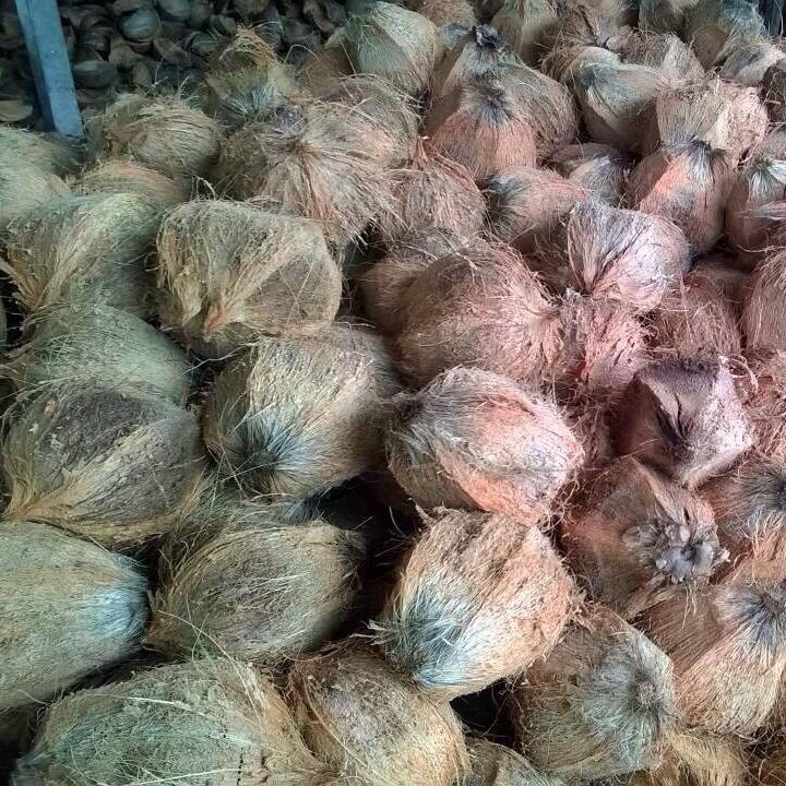 จำหน่ายมะพร้าวแก่ จากประจวบ ทับสะแก ลูกละ12บาท รูปที่ 2