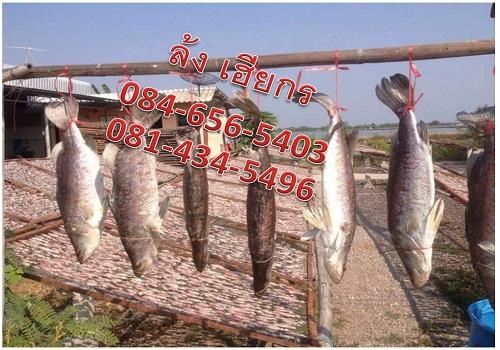 กะปิอย่างดี กะปิมันกุ้ง รูปที่ 5