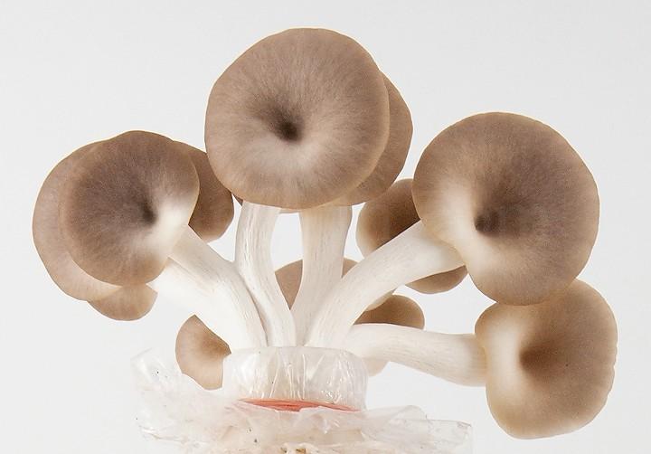 แหนมเห็ดเพื่อสุขภาพ อร่อยเด็ด เห็ดจากฟาร์ม สดสะอาด ส่งทั่วไทย รูปที่ 3