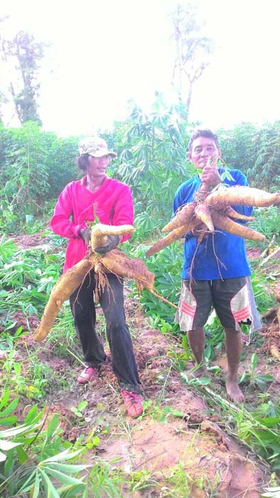 ขายพันธุ์มันสำปะหลัง เกษตรศาสตร์72, ไจแอ้นท์, นาคขาว, 89, พวงเพชร, พิรุณ1, เกล็ดมังกรจัมโบ้, อ้อยยักษ์แดง สายพันธุ์ดี จั รูปที่ 5