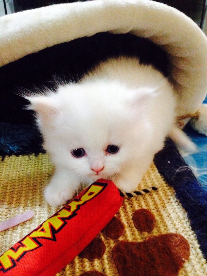 ลูกแมวเปอร์เซียสีขาวล้วน หน้าตุ๊กตา เพศผู้ อายุ 2 เดือน รูปที่ 4