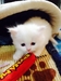 รูปย่อ ลูกแมวเปอร์เซียสีขาวล้วน หน้าตุ๊กตา เพศผู้ อายุ 2 เดือน รูปที่4