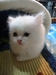 รูปย่อ ลูกแมวเปอร์เซียสีขาวล้วน หน้าตุ๊กตา เพศผู้ อายุ 2 เดือน รูปที่2
