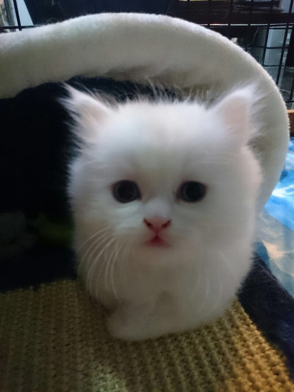 ลูกแมวเปอร์เซียสีขาวล้วน หน้าตุ๊กตา เพศผู้ อายุ 2 เดือน รูปที่ 1