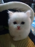 ลูกแมวเปอร์เซียสีขาวล้วน หน้าตุ๊กตา เพศผู้ อายุ 2 เดือน