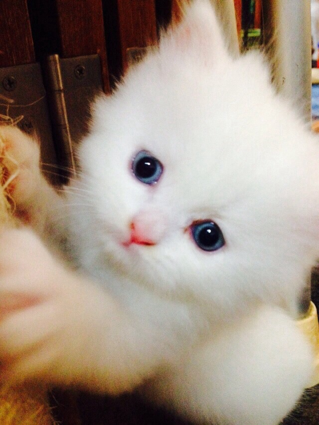 ลูกแมวเปอร์เซียสีขาวล้วน หน้าตุ๊กตา เพศผู้ อายุ 2 เดือน รูปที่ 3