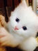 รูปย่อ ลูกแมวเปอร์เซียสีขาวล้วน หน้าตุ๊กตา เพศผู้ อายุ 2 เดือน รูปที่3