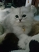 รูปย่อ ลูกแมวเปอร์เซียสีบลูสโมค ลูกครึ่งชินชิล่าหน้าตุ๊กตา แม่มีใบเพ็ด อายุ 3 เดือนครึ่ง รูปที่2