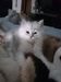 รูปย่อ ลูกแมวเปอร์เซียสีบลูสโมค ลูกครึ่งชินชิล่าหน้าตุ๊กตา แม่มีใบเพ็ด อายุ 3 เดือนครึ่ง รูปที่4